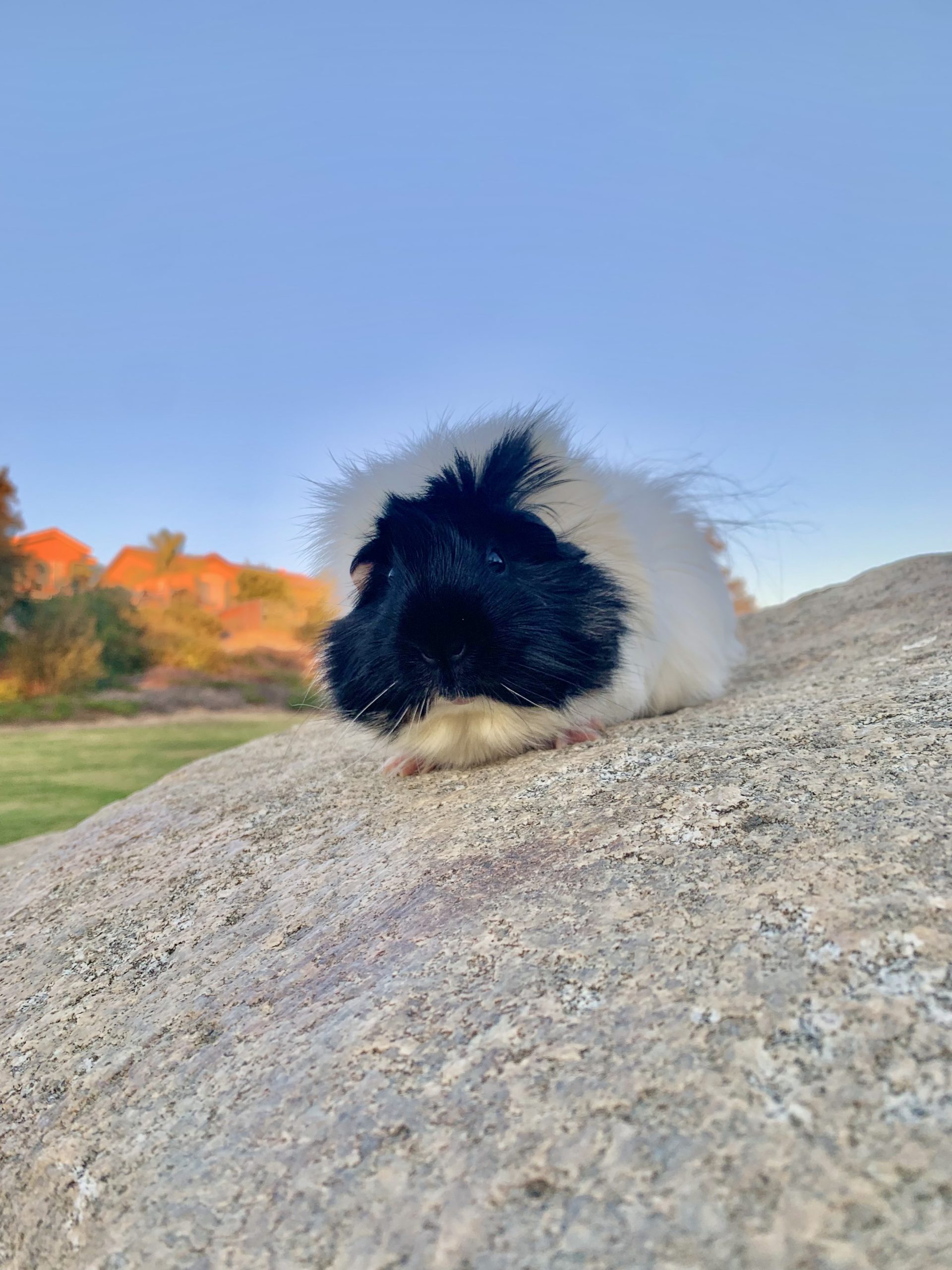 Luna West Coast Pet Memorial Services