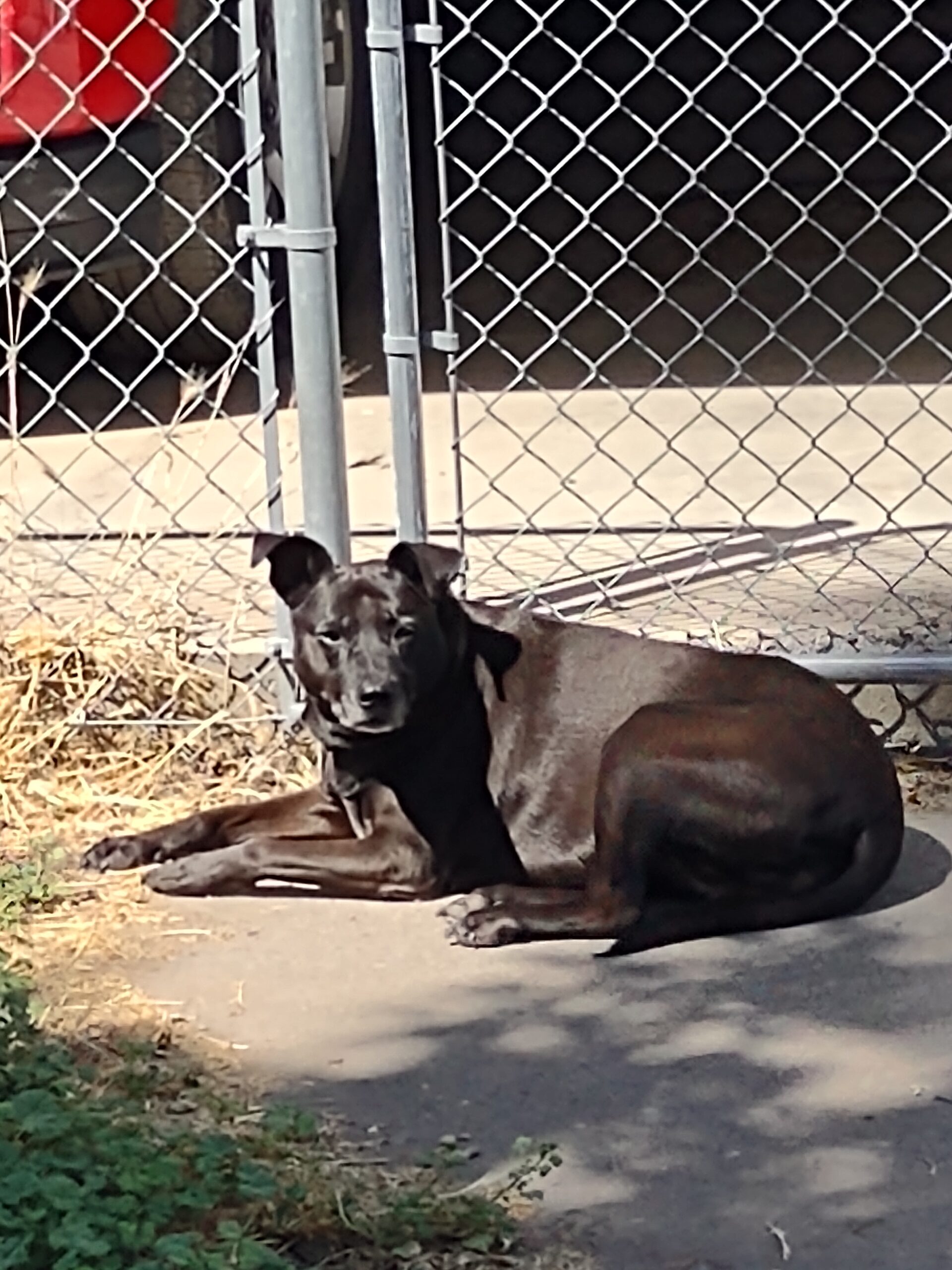 Bailey West Coast Pet Memorial Services